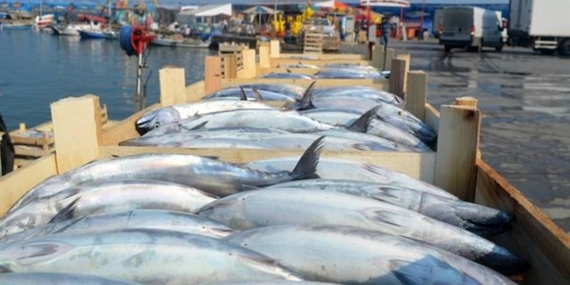 Tekirdağ’da Palamut Fiyatları Tane Başına 100 ile 150 Lira Arasında Değişiyor