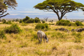 Kenya Savanındaki 18 Yıllık Deney Büyük Otçulların Bitki Örtüsüne Etkisini Kanıtladı