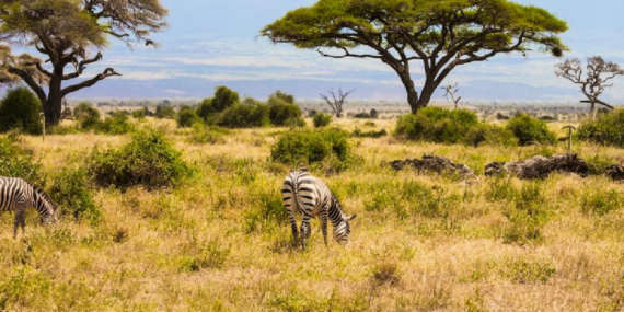 Kenya Savanındaki 18 Yıllık Deney Büyük Otçulların Bitki Örtüsüne Etkisini Kanıtladı