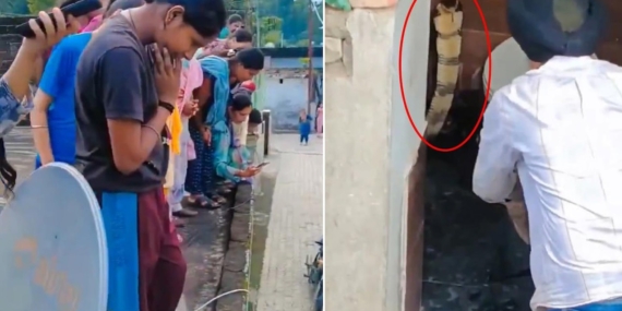 Hindistan’da Bir Evin Klozetinden Çıkan Kobra Yılanı Paniğe Neden Oldu